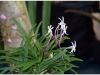 2017-05-13_15033-neofinetia-falcata