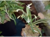 2017-05-13_15046-neofinetia