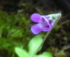 Pinguicula vulgaris