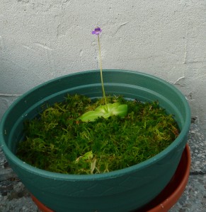 Pinguicula vulgaris