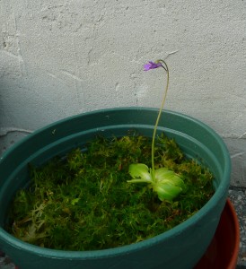 Pinguicula vulgaris
