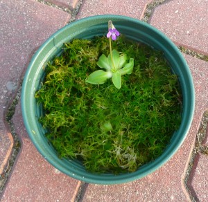 Pinguicula vulgaris