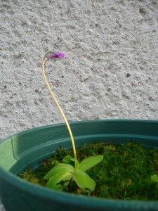 Pinguicula vulgaris