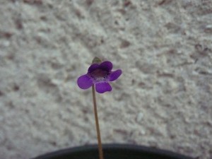 Pinguicula vulgaris