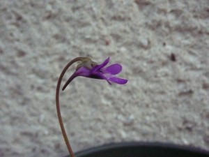 Pinguicula vulgaris