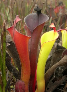 Heliamphora glabra growing in the Guiana Highlands, South America