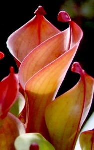 The pitchers of a Heliamphora nutans plant grown in cultivation