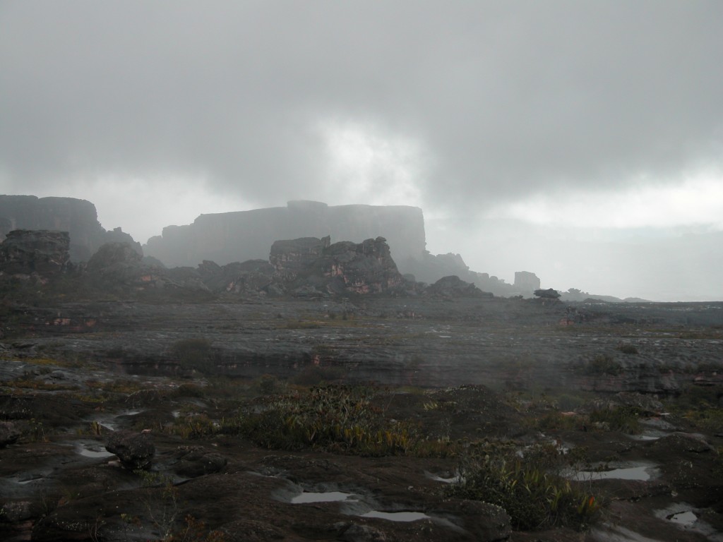 The permanently wet and humid habitat of species of Heliamphora on the top of the tablelands  