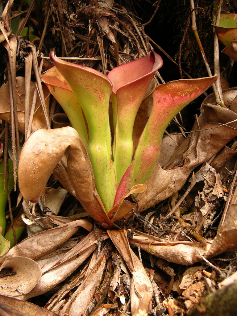 The leaves of the rare Heliamphora exappendiculata from Venezuela