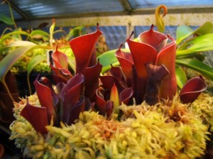 Heliamphora pulchella plants grown in a terrarium in England