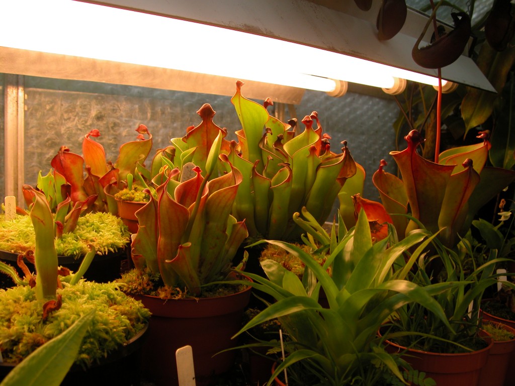 Various species of Heliamphora in cultivation in a greenhouse amongst other carnivorous plants