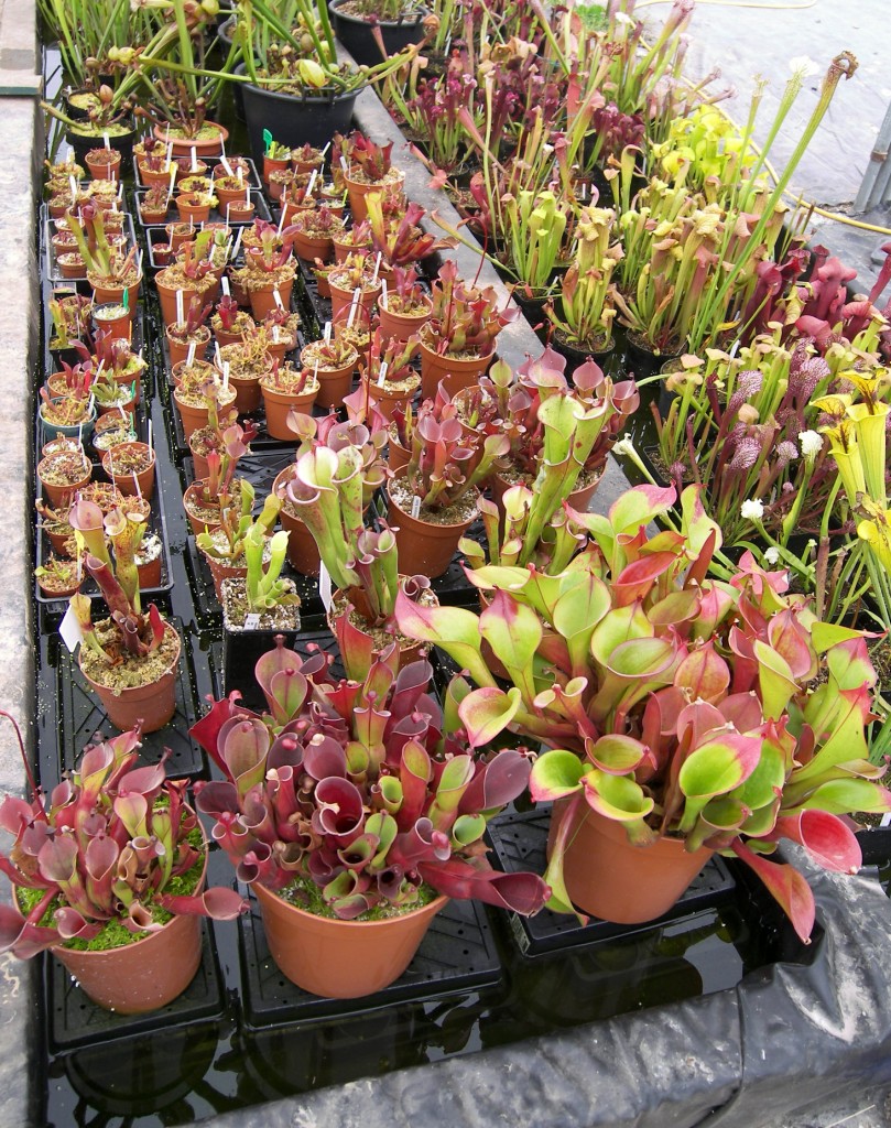 Various species of Heliamphora cultivated at a commercial nursery in England