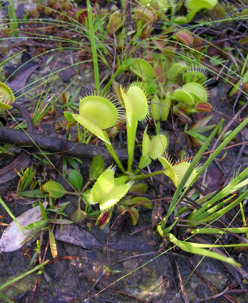 Dionaea muscipula – jautrusis musėkautas natūraliai auga Jungtinėse Amerikos Valstijose