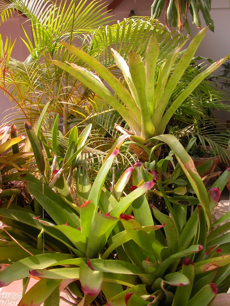 Cultivated Bromeliads growing in Venezuela