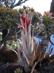 The spectacular red flower of Tillandsia turneri from Venezuela