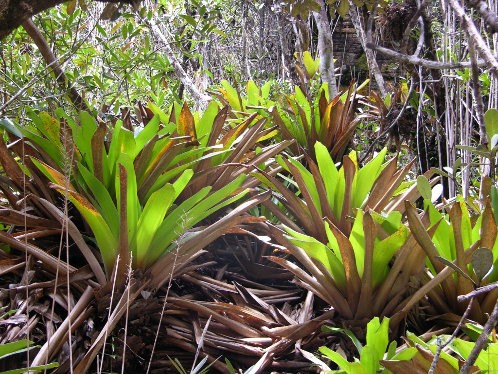 A giant terrestrial bromeliad from Venezuela – Brocchinia tatei