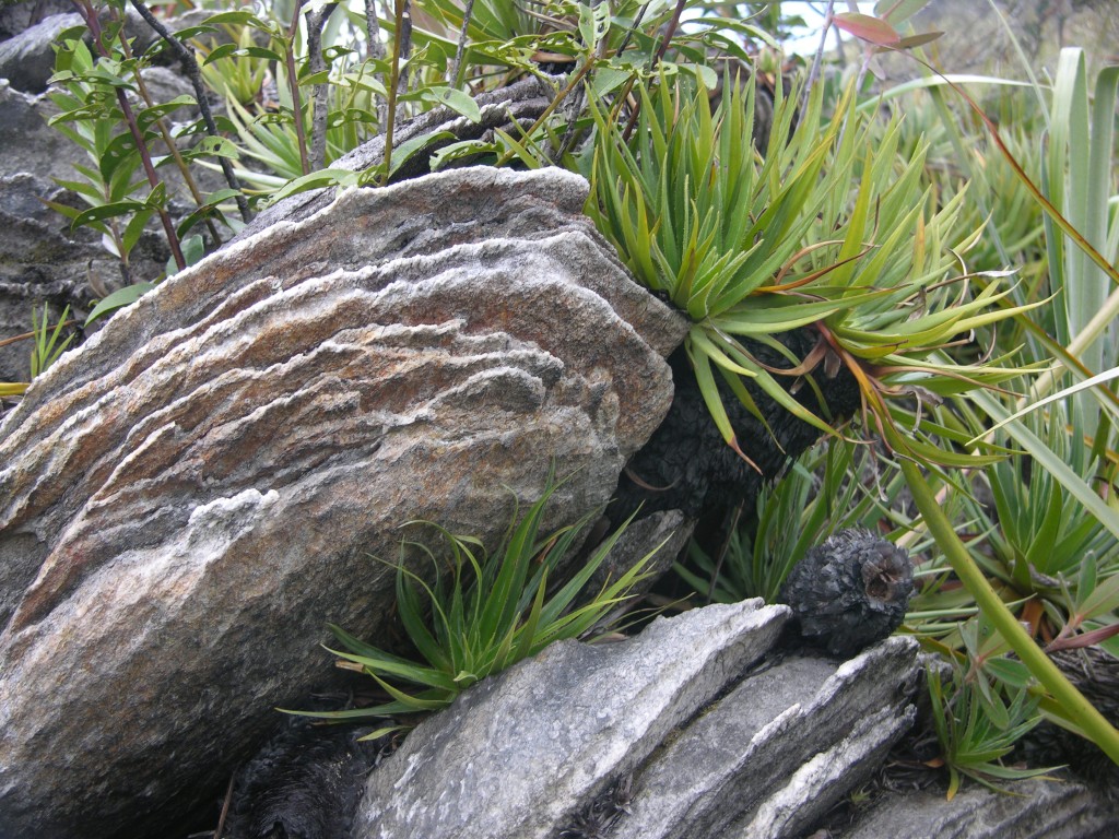 A spectacular terrestrial bromeliad of the genus Navia