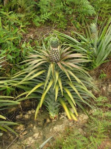 A cultivated pineapple plant Ananas comosus growing in Borneo
