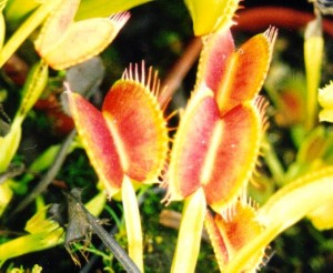 Dionaea muscipula (2)