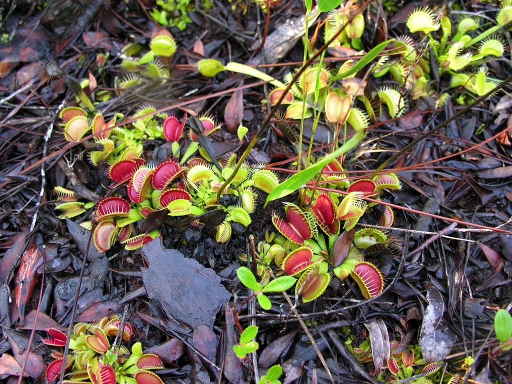 Dionaea muscipula (3)