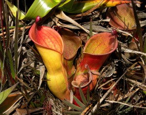 The foliage of a sub-mature specimen of H. ionasii