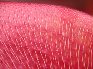Long downwards pointing hairs on the interior of the leaves of H. ionasii
