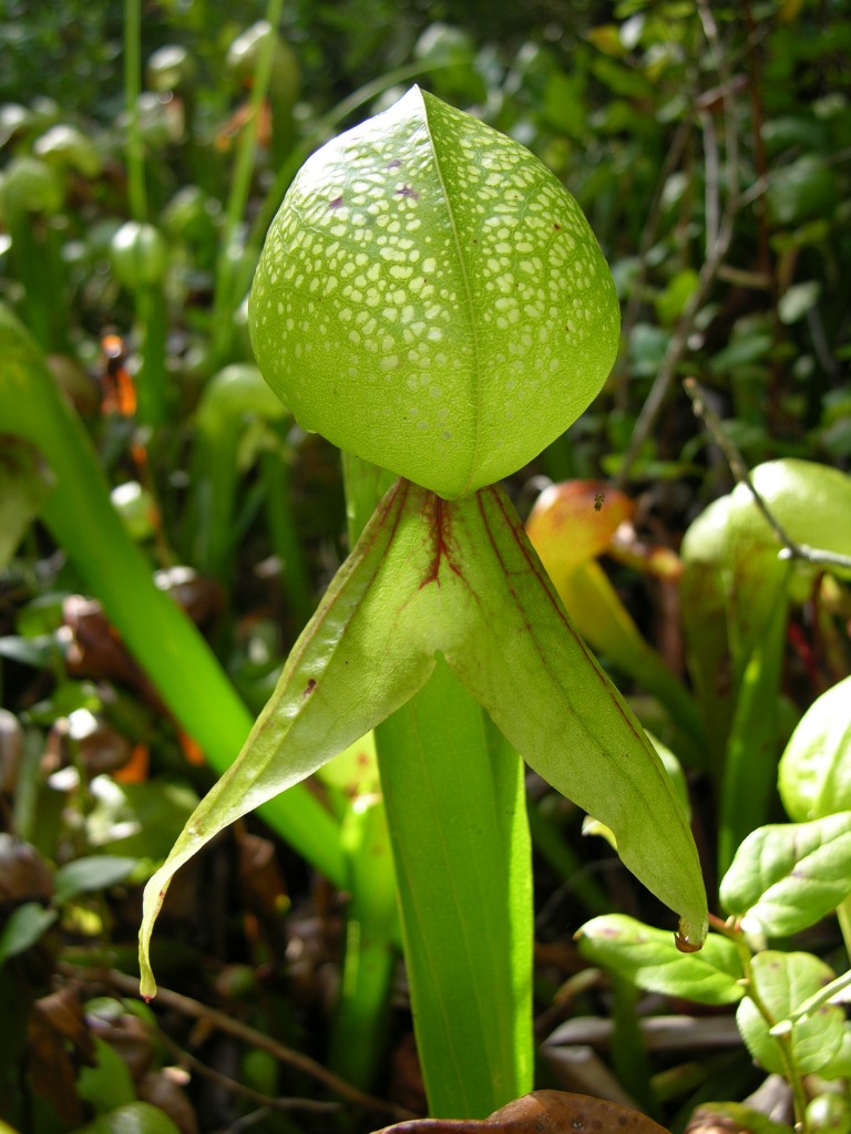 The uniquely shaped leaves of Darlingtonia californica