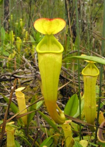 The upper pitchers of the typical variant of N. madagascariensis