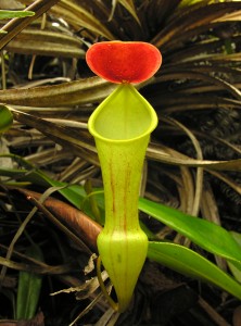 The upper pitchers of the typical variant of N. pervillei
