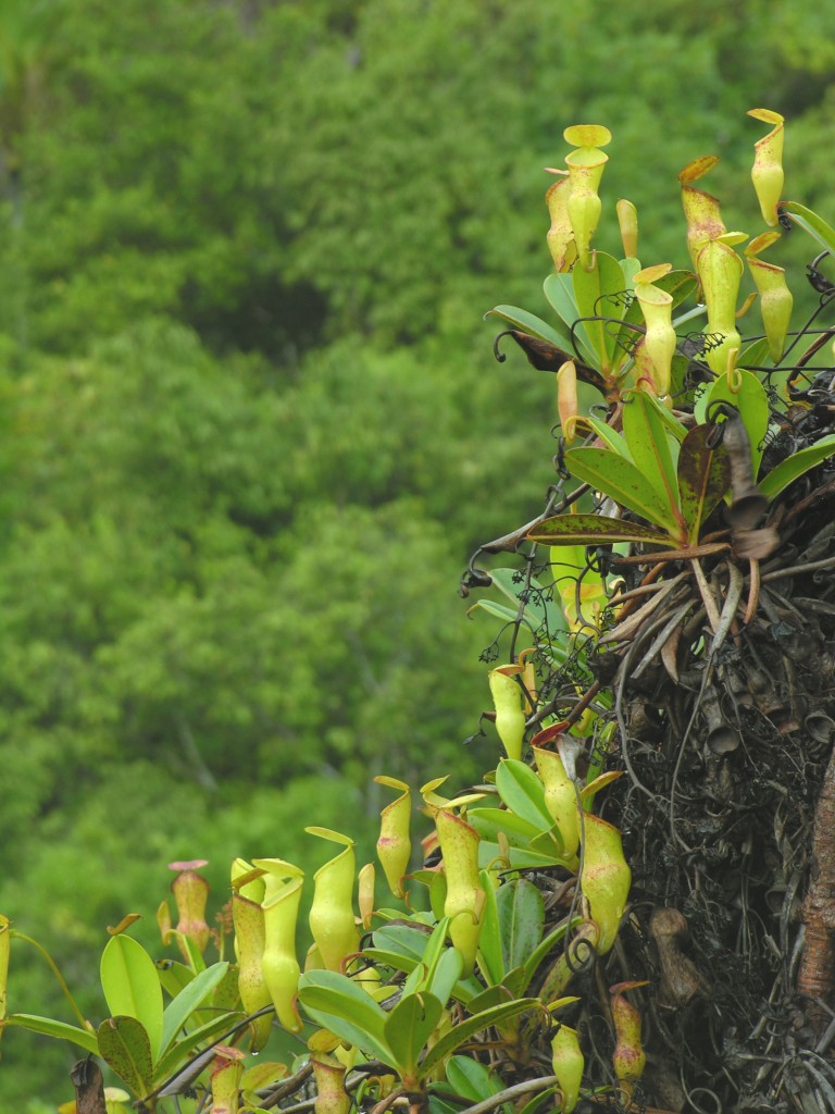 N. pervillei growing on Mahé Island, Seychelles