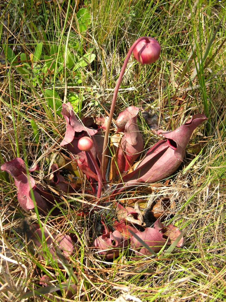 Sarracenia purpurea – an illegal alien in England