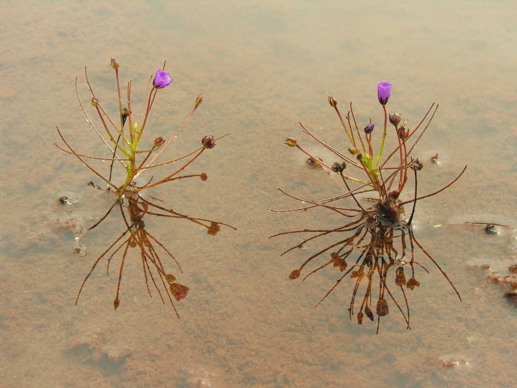 B. acquatica growing in northern Australia