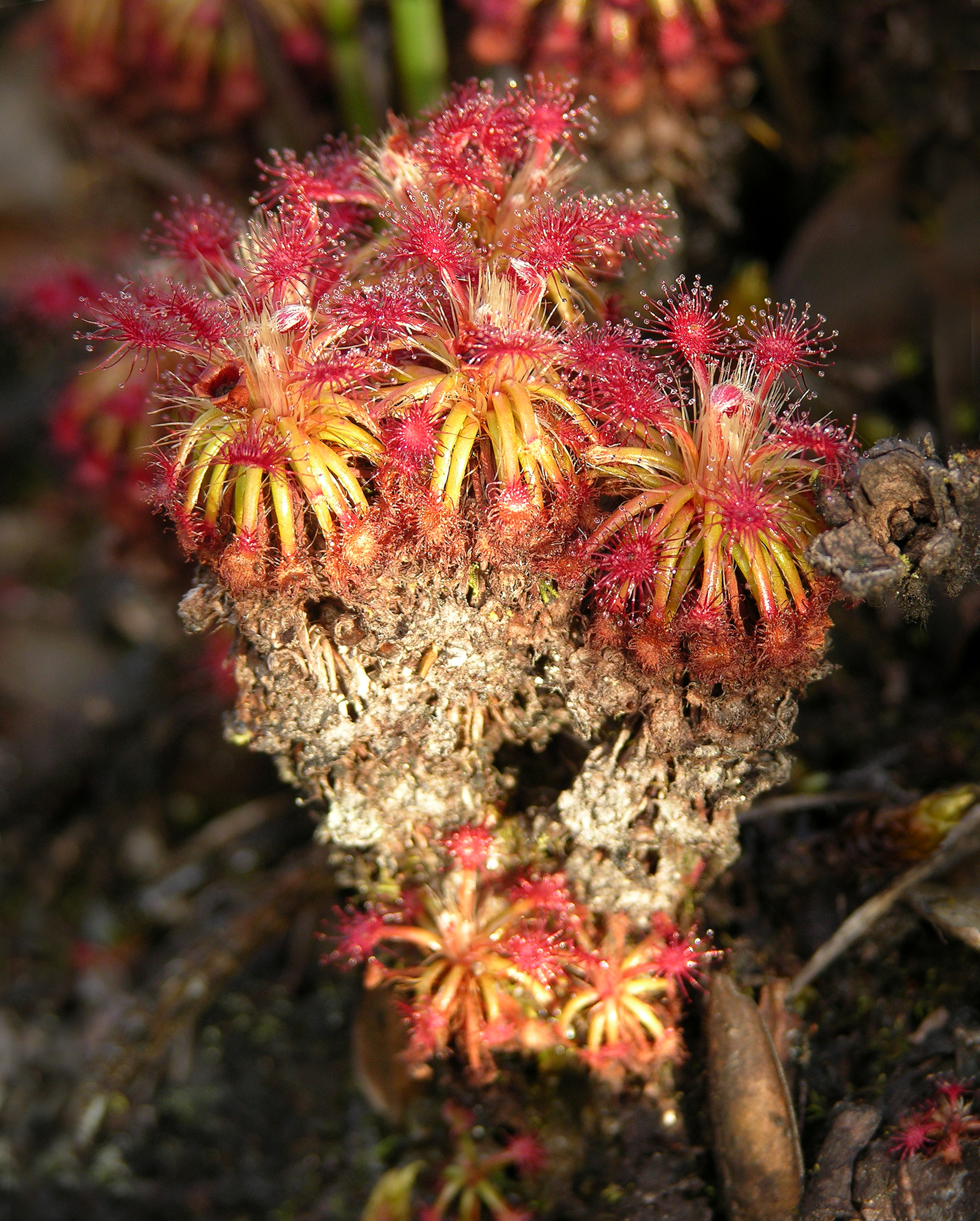 EXTREMELY RARE carnivorous plant Drosera solaris miniature sundew 