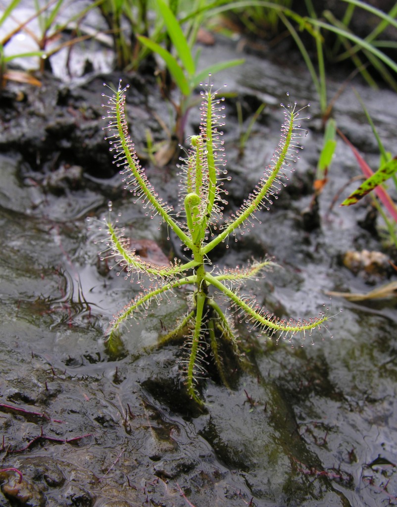 D. indica, a species of sundew that is common across much of Indonesia