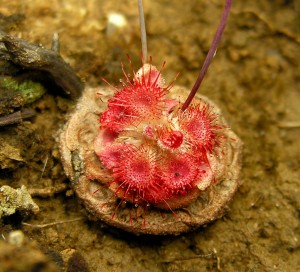 D. burmannii, a species of sundew that is common across much of Indonesia