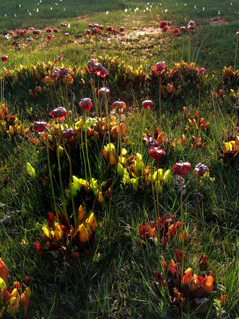 Sarracenia purpurea – an illegal alien in England