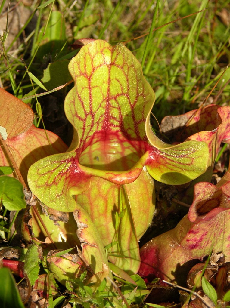 Sarracenia purpurea – an illegal alien in England