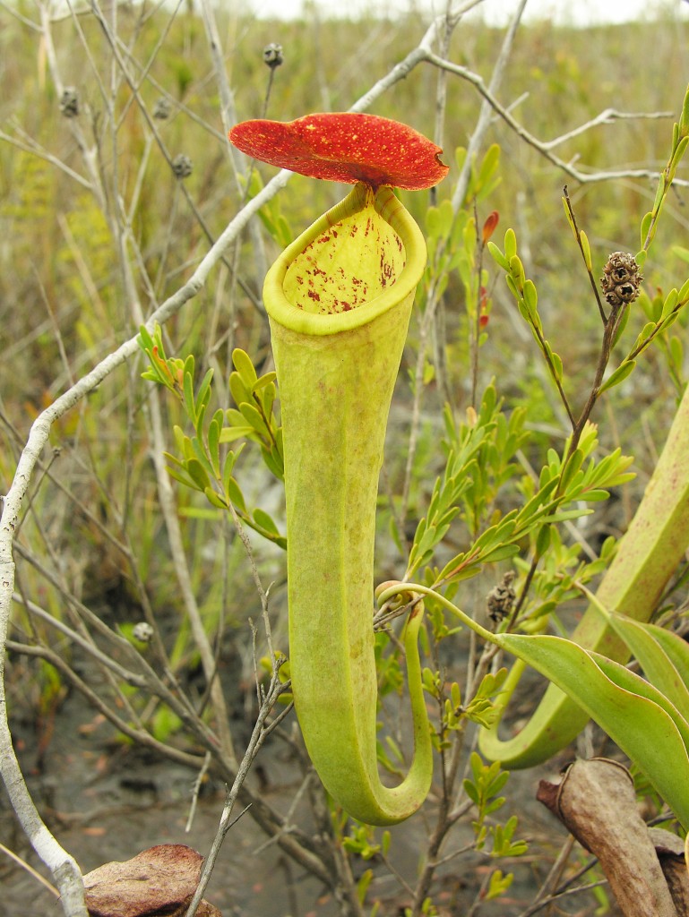 The spectacular pitchers of Nepenthes tenax