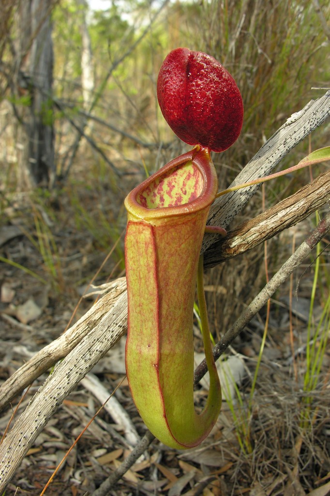 The spectacular pitchers of Nepenthes mirabilis