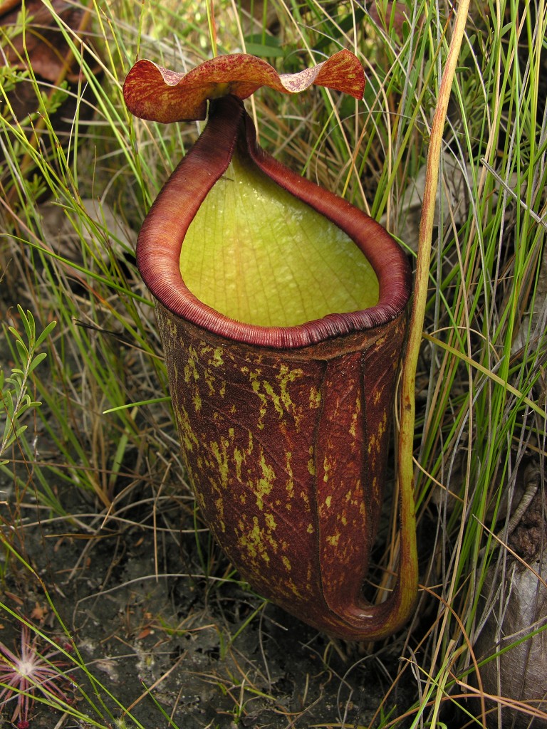 The spectacular pitchers of Nepenthes rowanae