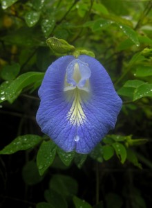 The electric blue flower of  Clitoria ternatea