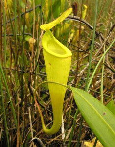 The upper pitcher of Nepenthes madagascariensis