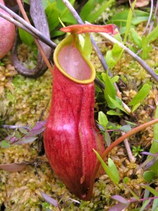 The lower pitcher of Nepenthes madagascariensis