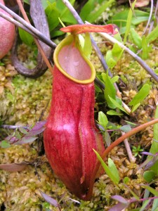 The lower pitcher of Nepenthes madagascariensis