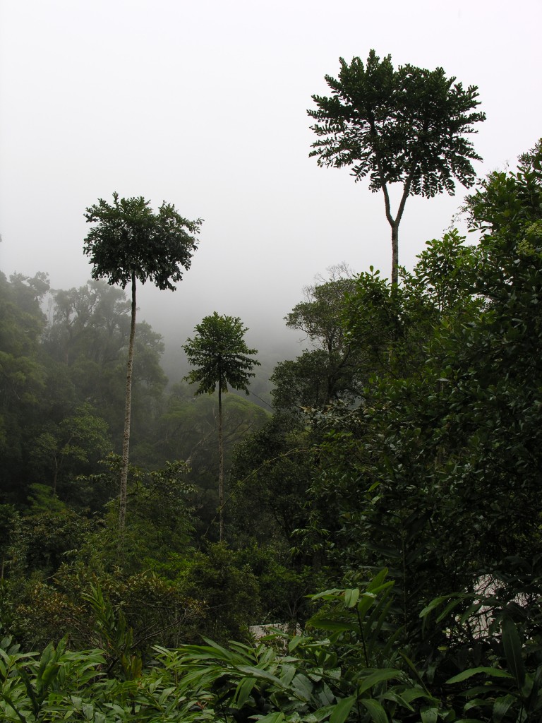 The rainforest of the lower slopes of Mount Marojejy