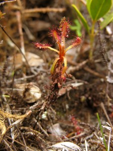 Drosera humbertii growing on the summit of Mount Marojejy
