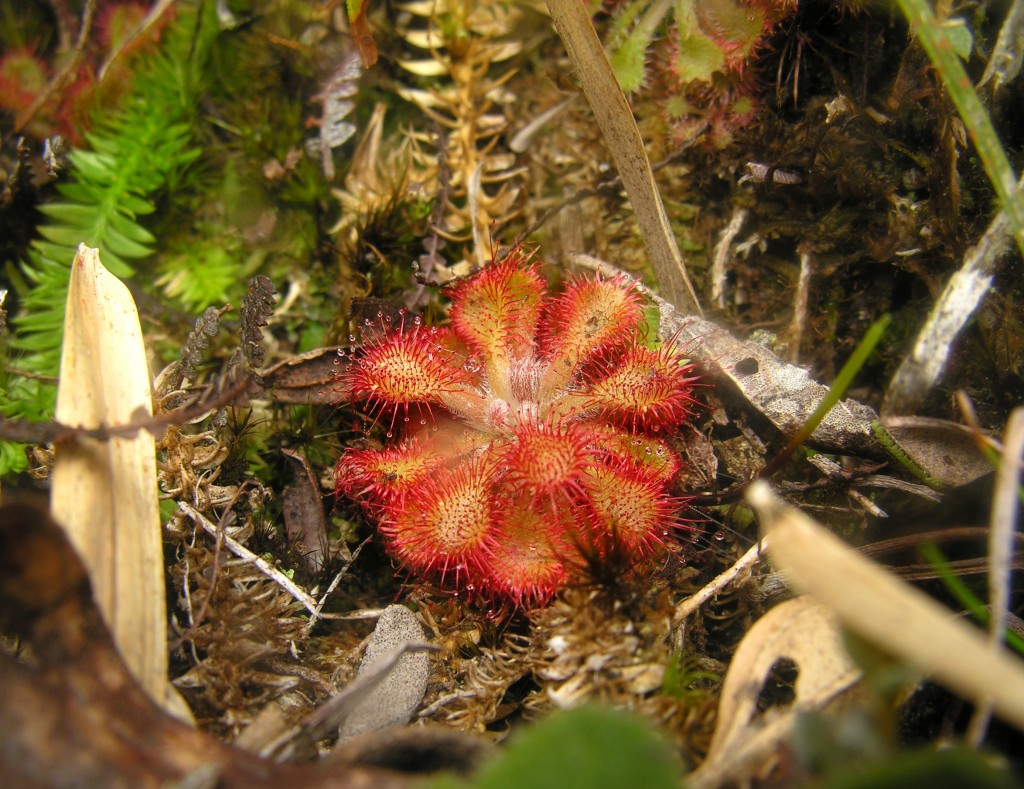 The compact foliage of Drosera natalensis