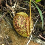 The ‘tricolour’ variety of Nepenthes ampullaria