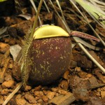 The reddish brown variety of Nepenthes ampullaria