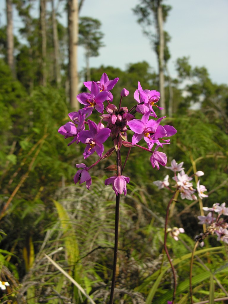 Orchids growing to the South of Jayapura, Mainland Papua